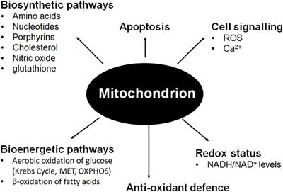 Functional Mitochondria in Health and Disease